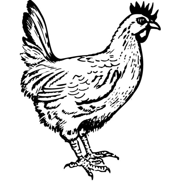 CHICK004 Miniaturansicht