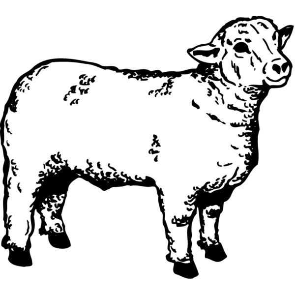 SHEEP006 Miniaturansicht