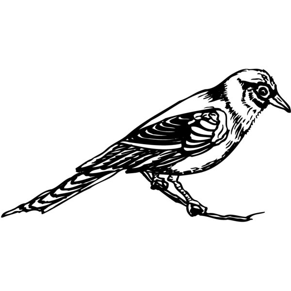 BIRD030 Miniaturansicht