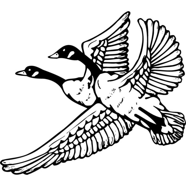 BIRD077 Miniaturansicht