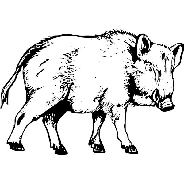 BOAR0003 Miniaturansicht