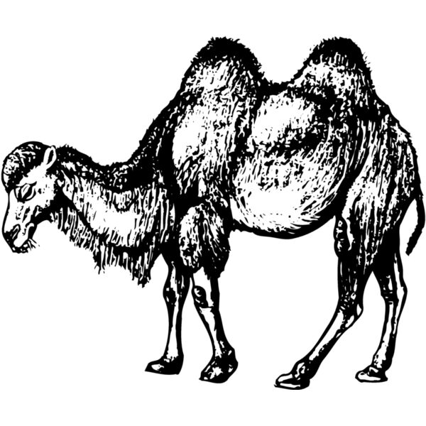 CAMEL002 Miniaturansicht