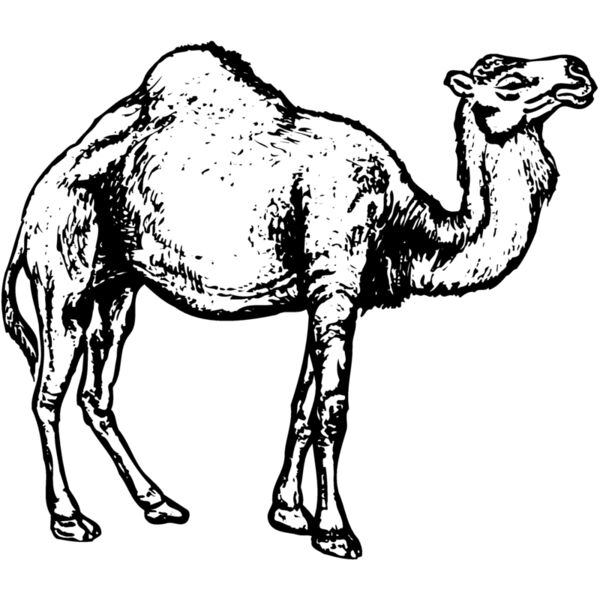 CAMEL004 Miniaturansicht