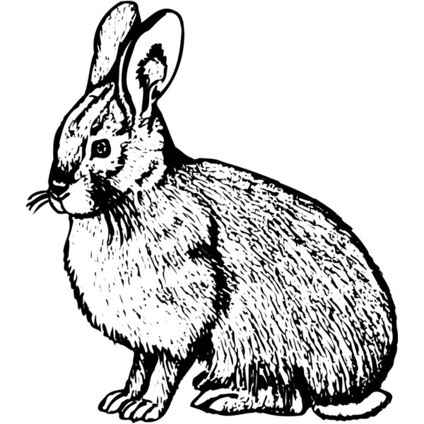 RABB007 Miniaturansicht