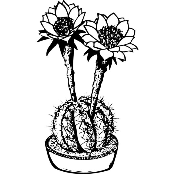 CACTUS03 Miniaturansicht