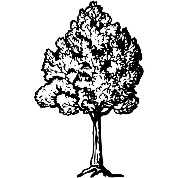 TREE0017 Miniaturansicht