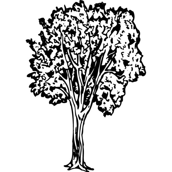 TREE0024 Miniaturansicht