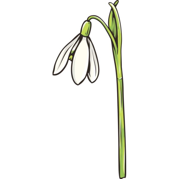 Blume Schneeglöckchen Miniaturansicht