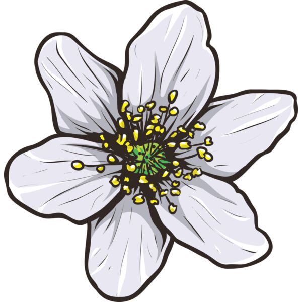 Blume Anemone 1 Miniaturansicht