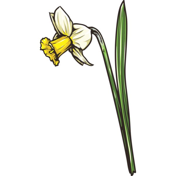 Blume Narzisse Miniaturansicht