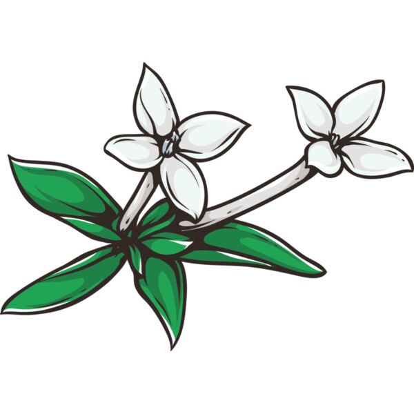 Blume Bouvardia Miniaturansicht