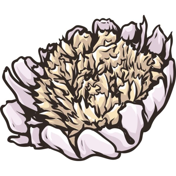 Blume Pfingstrose Miniaturansicht