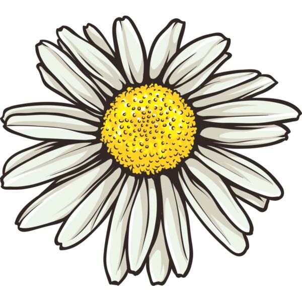 Blume Chrisanteme Miniaturansicht