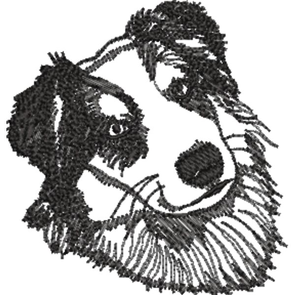 Australischer Schäferhund 1 Schwarz Miniaturansicht